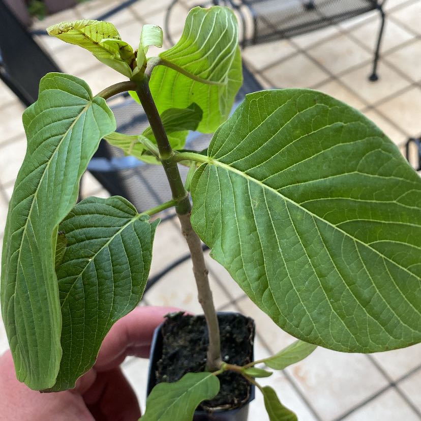 Photo of the plant species Kratom by @NewJeweledcrown named Zion on Greg, the plant care app