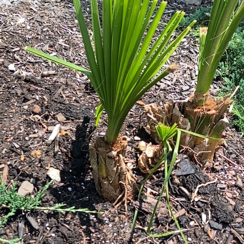 Photo of the plant species Jelly palm by @Sugarsgarden named Prince on Greg, the plant care app