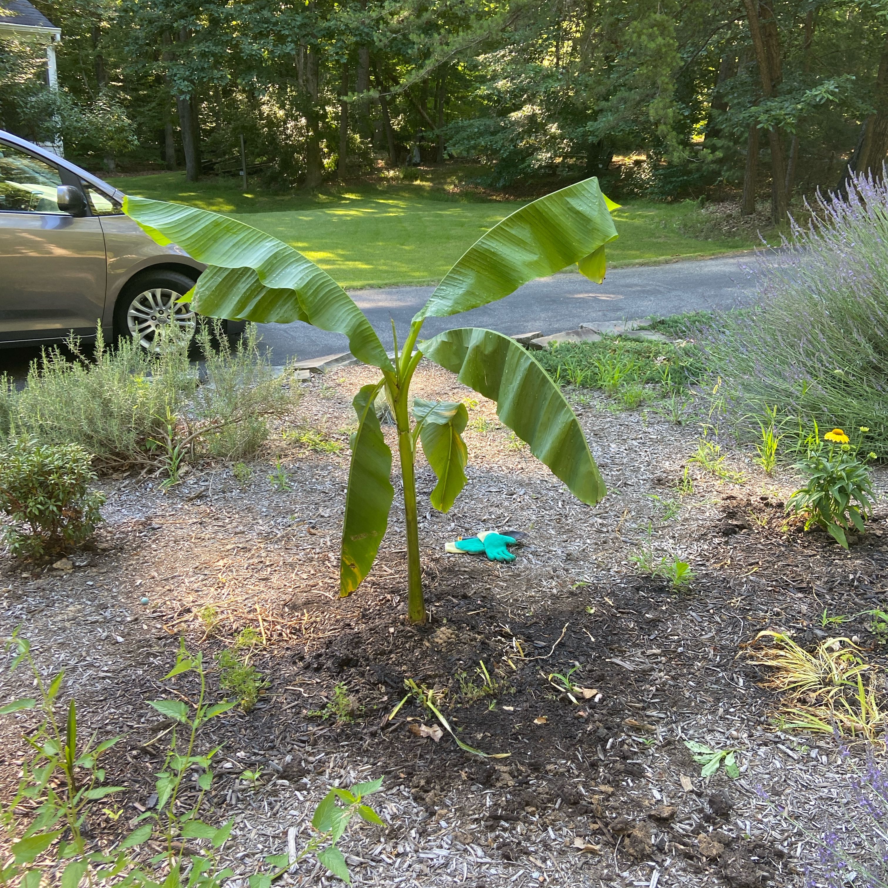A healthy Japanese Banana plant in an outdoor garden with visible soil.