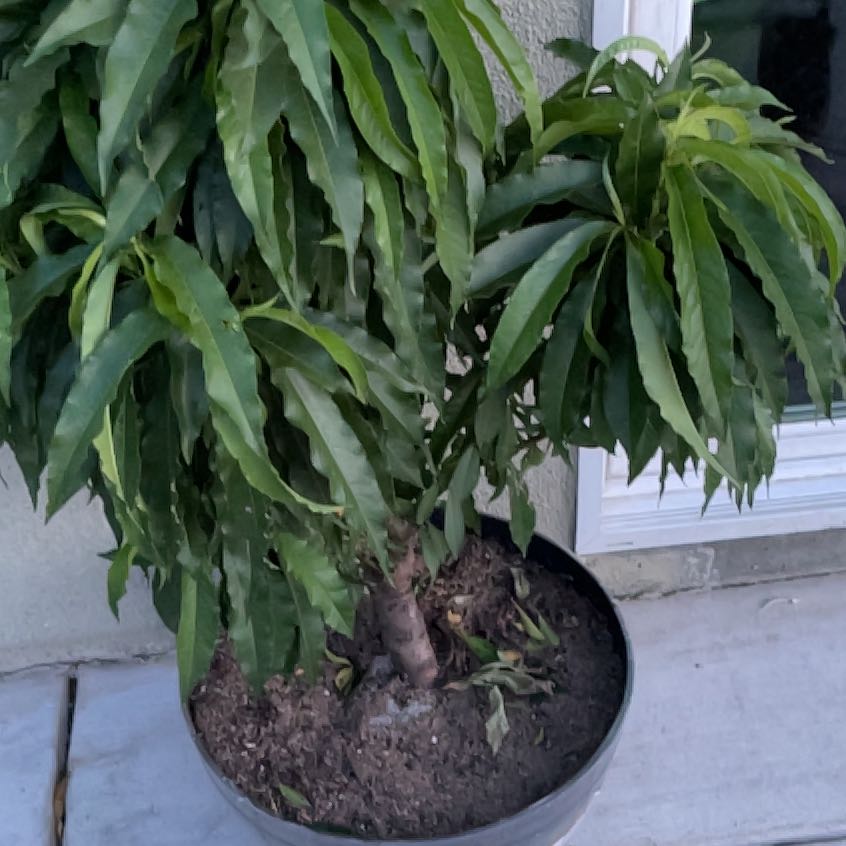 Photo of the plant species Hardired Nectarine Tree by @OodlesBluepearl named Demi on Greg, the plant care app