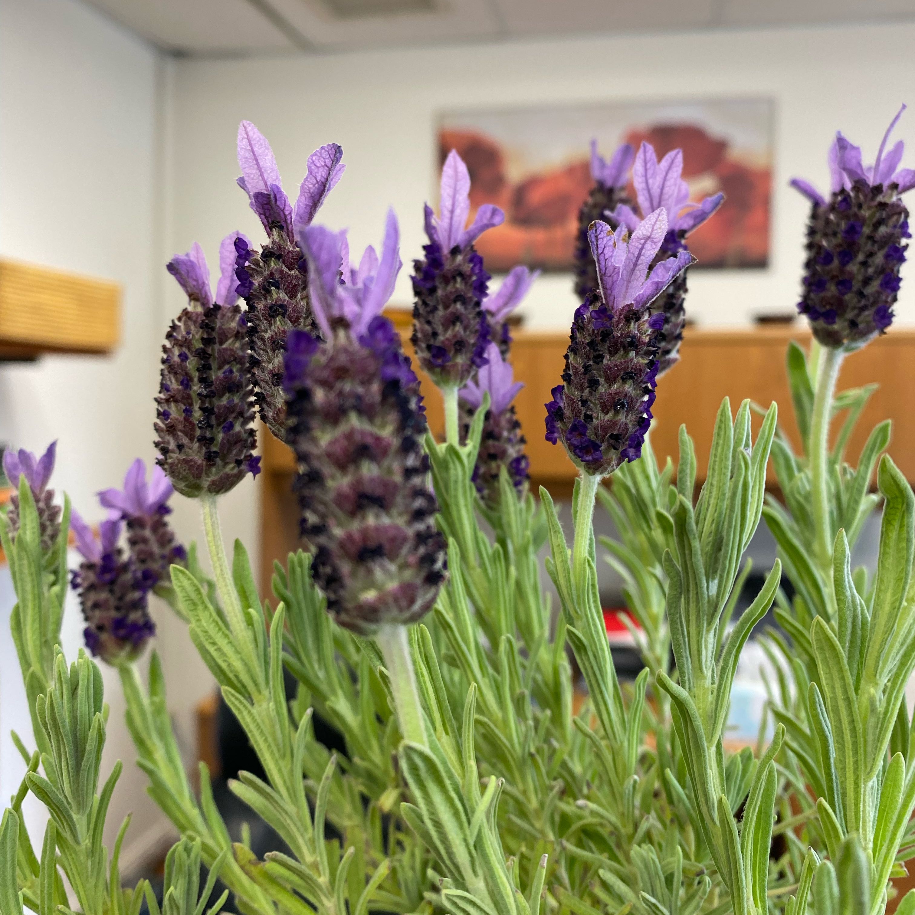 Photo of the plant species Anouk Supreme Spanish Lavender by @Coppertop named Dolores on Greg, the plant care app