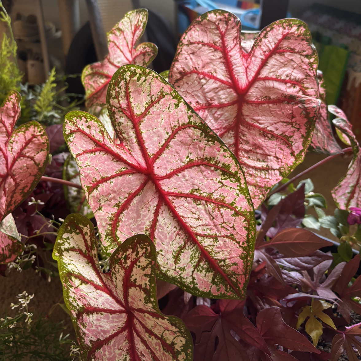 Photo of the plant species Heart to Heart 'Bottle Rocket' Caladium by @FloraFiasco named Sol on Greg, the plant care app