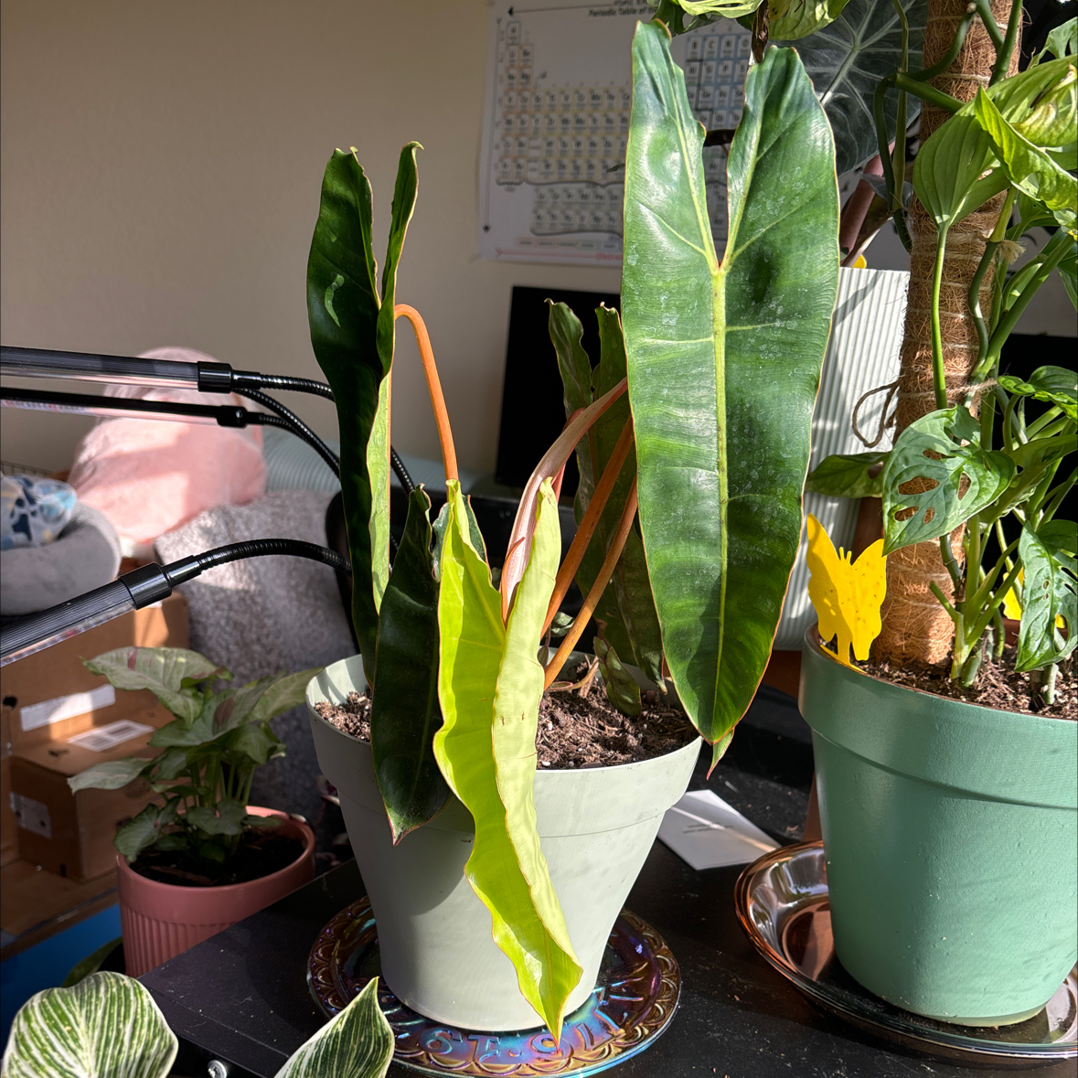 Photo of the plant species Philodendron bernardopazii by @FloraFiasco named Rhaenys on Greg, the plant care app