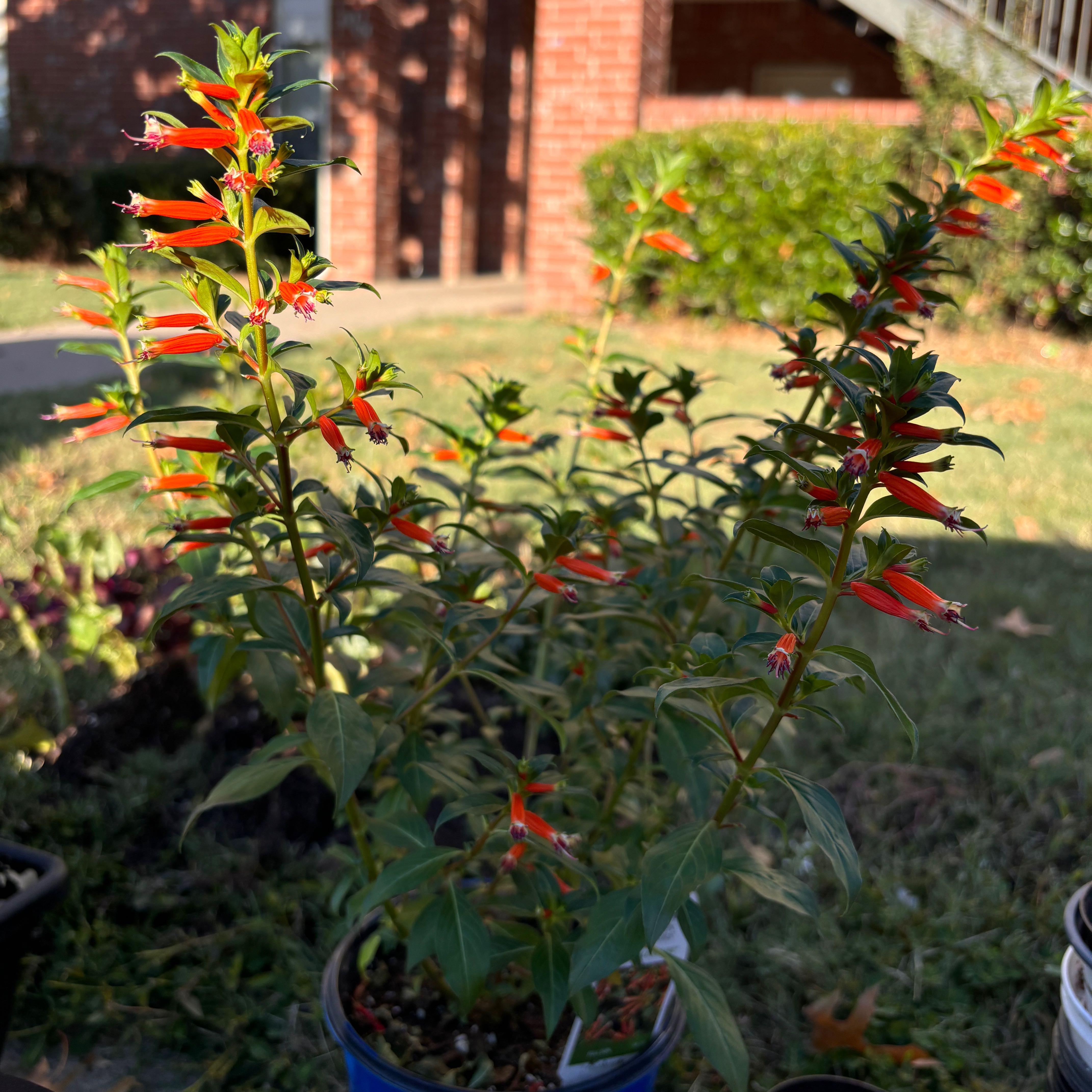 Photo of the plant species Large Firecracker Plant by @FloraFiasco named Hummer on Greg, the plant care app