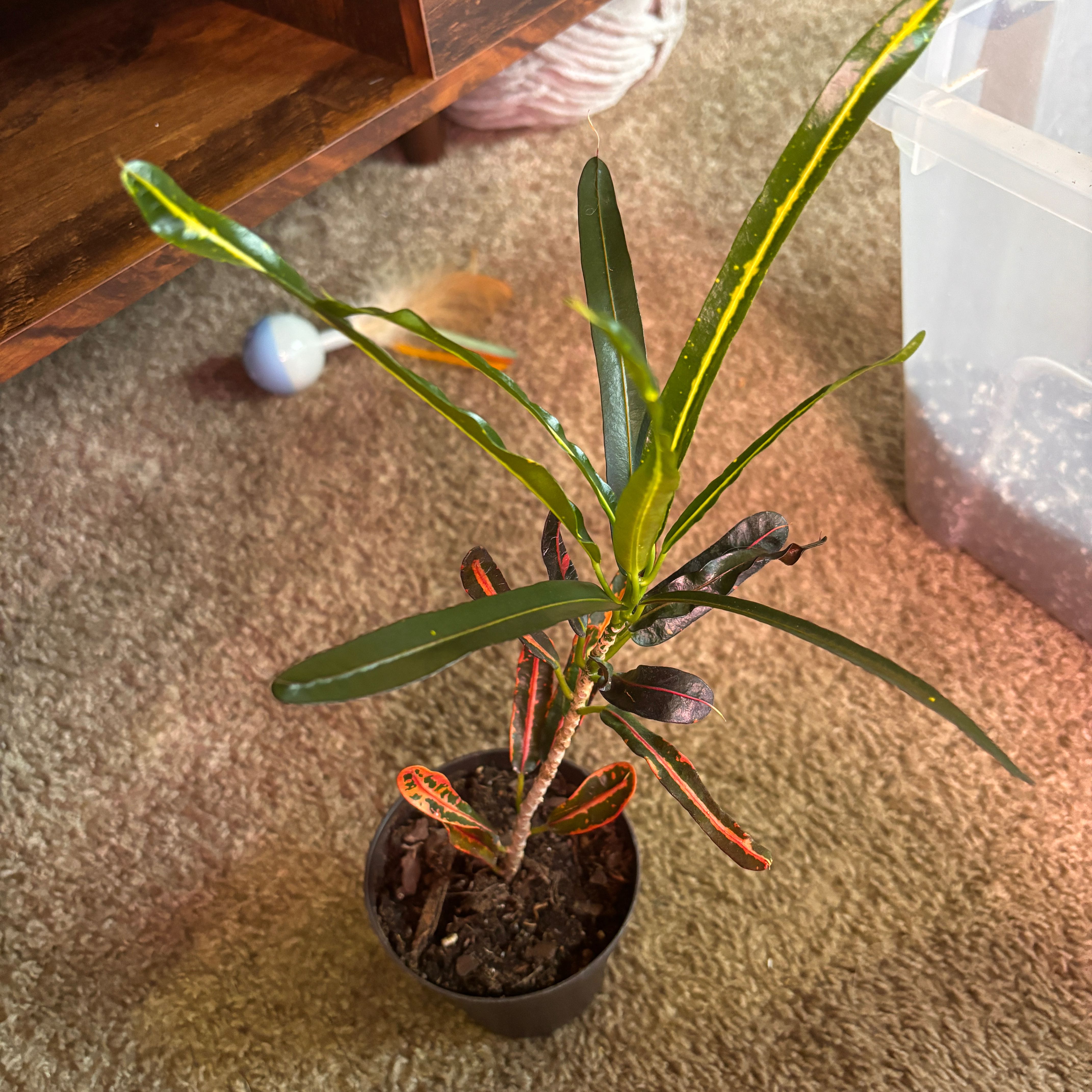 Photo of the plant species Croton Burning Bush by @FloraFiasco named Gryphon on Greg, the plant care app