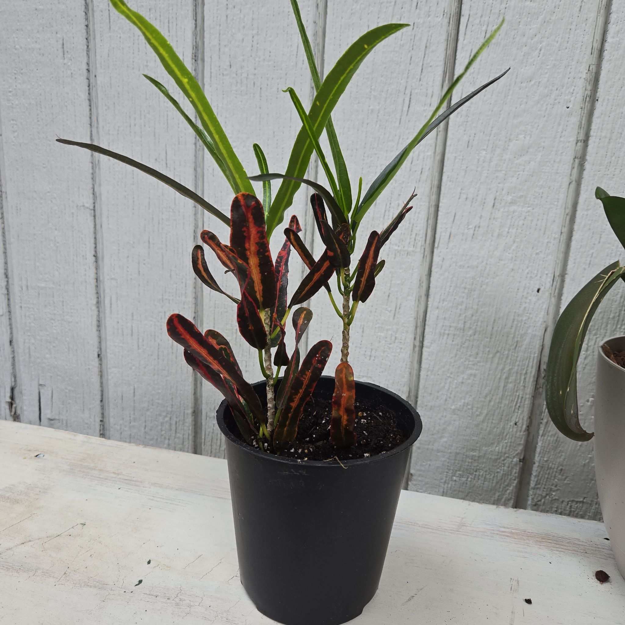 Photo of the plant species Croton Burning Bush by @YeahBlackknight named Fernie Saunders on Greg, the plant care app