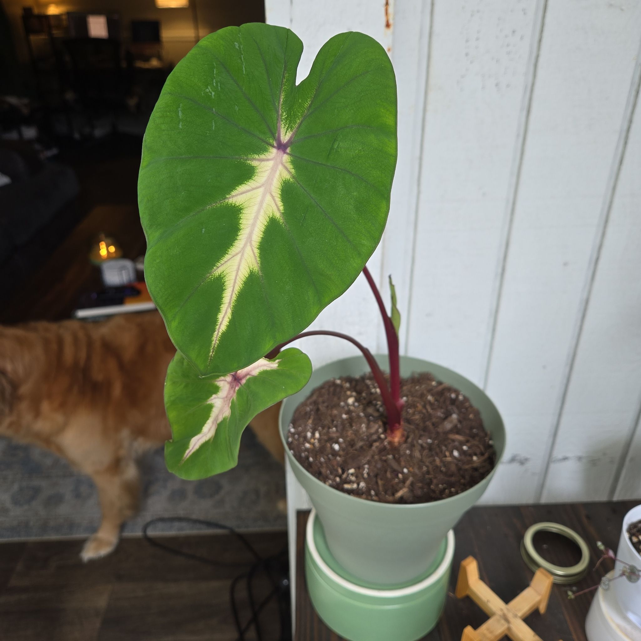 Photo of the plant species Colocasia Royal Hawaiian® 'Waikiki' by @YeahBlackknight named Beckham on Greg, the plant care app