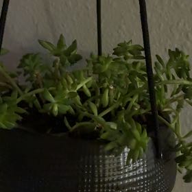 Plant care for Foliage on Greg, the plant care app