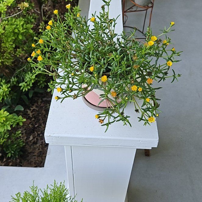 Photo of the plant species Portulaca grandiflora 'Yellow' by @BreezyTule named Austen on Greg, the plant care app