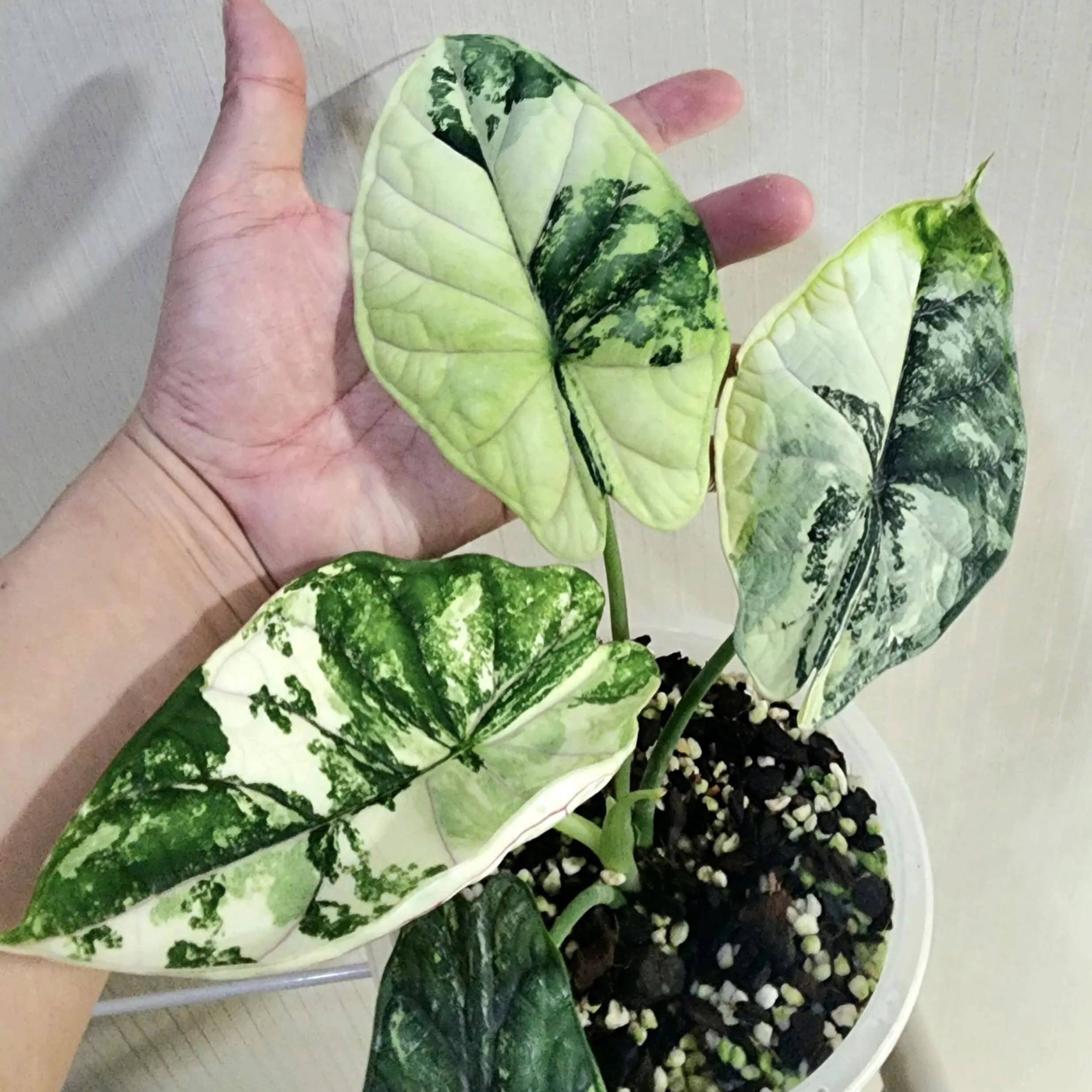 Photo of the plant species Var Dragon Scale by @ZippyCedarofgoa named Queen on Greg, the plant care app
