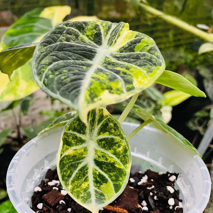 Photo of the plant species Alocasia Ninja Aurea by @ZippyCedarofgoa named Coco on Greg, the plant care app