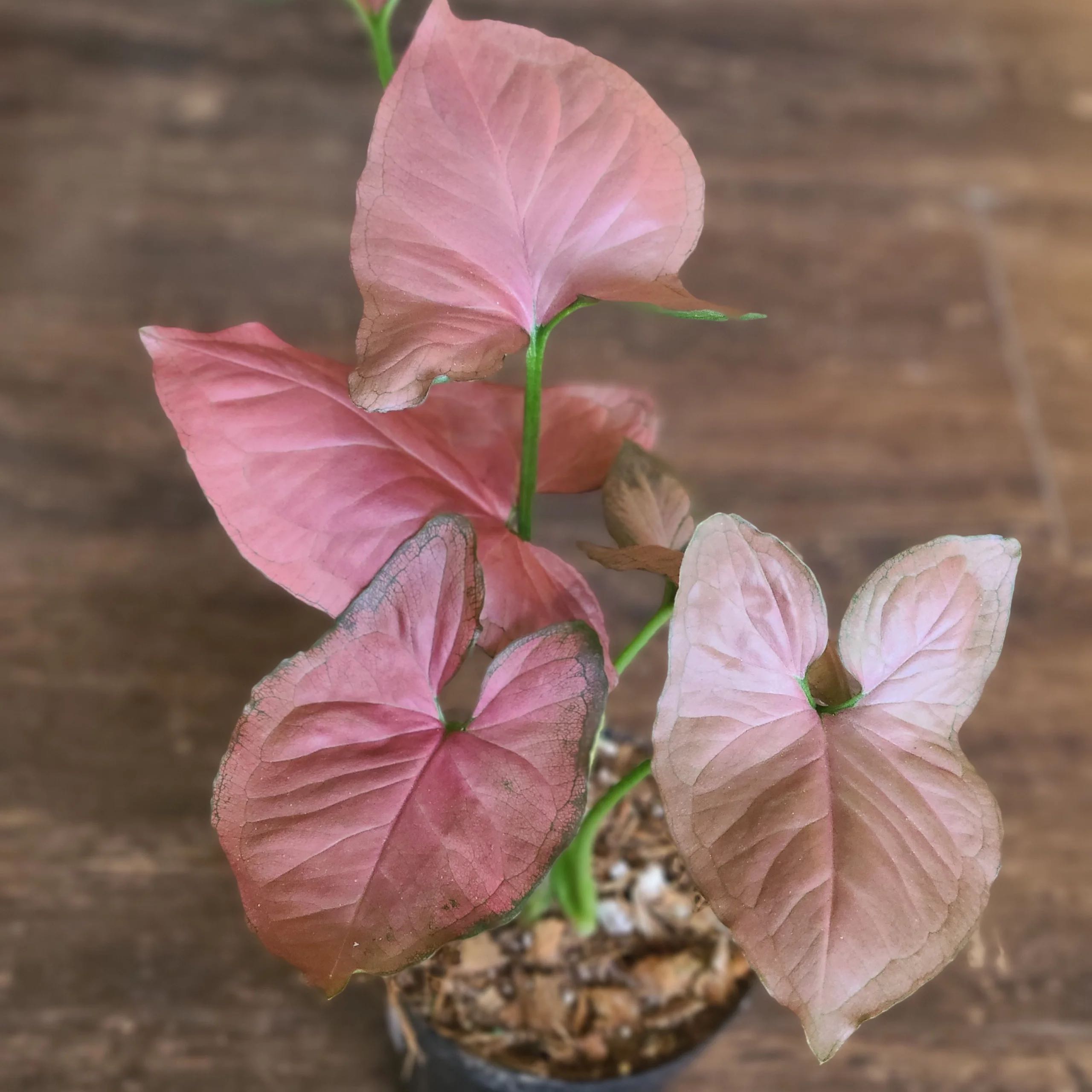 Photo of the plant species Sygonium Orm Nak by @ZippyCedarofgoa named Nemo on Greg, the plant care app