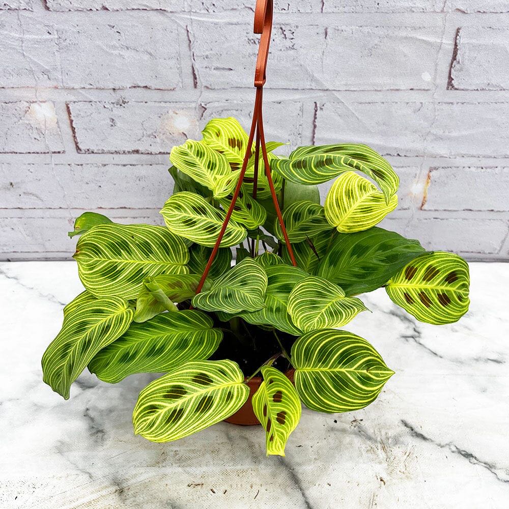 Photo of the plant species Maranta Light Veins by @ZippyCedarofgoa named Harry on Greg, the plant care app