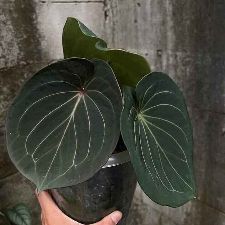 King | A plant by @ZippyCedarofgoa on Greg