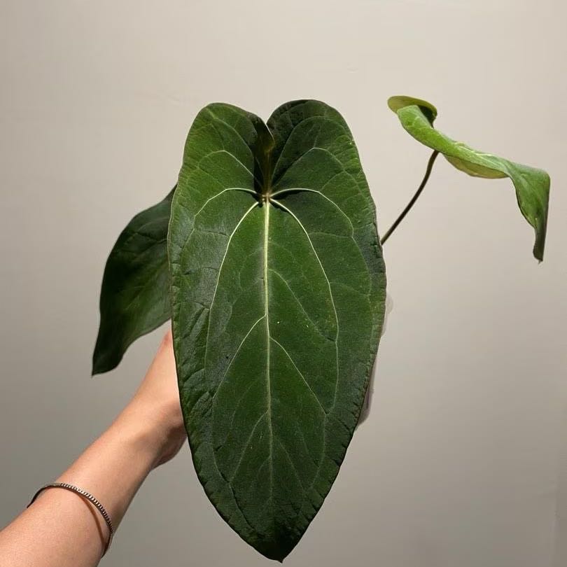 Photo of the plant species anthurium papillilaminum x forgetii x by @ZippyCedarofgoa named Curie on Greg, the plant care app