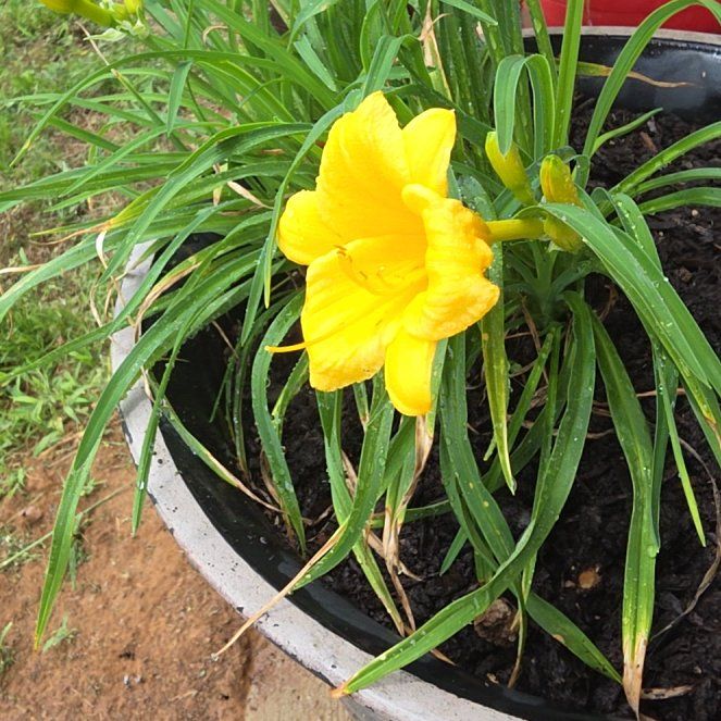 Photo of the plant species Yellow Daylily by @Redskyzone named Plato on Greg, the plant care app
