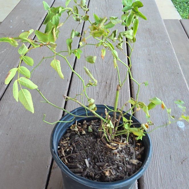 Photo of the plant species Peggy Martin Rose by @Redskyzone named Zeus on Greg, the plant care app