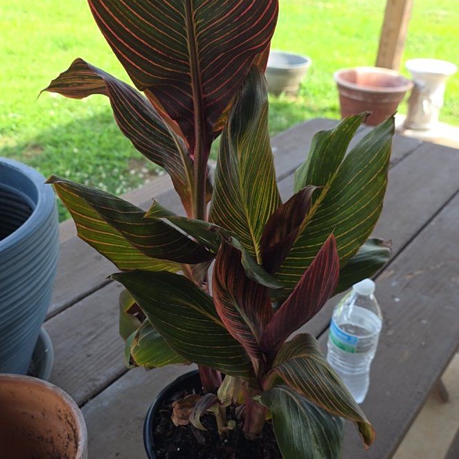Photo of the plant species Tropicanna Canna Lily by @Redskyzone named Queen on Greg, the plant care app