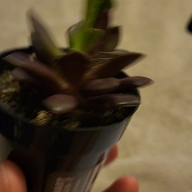 Photo of the plant species Anacampseros telephiastrum by @SilkenChilli named Austen on Greg, the plant care app