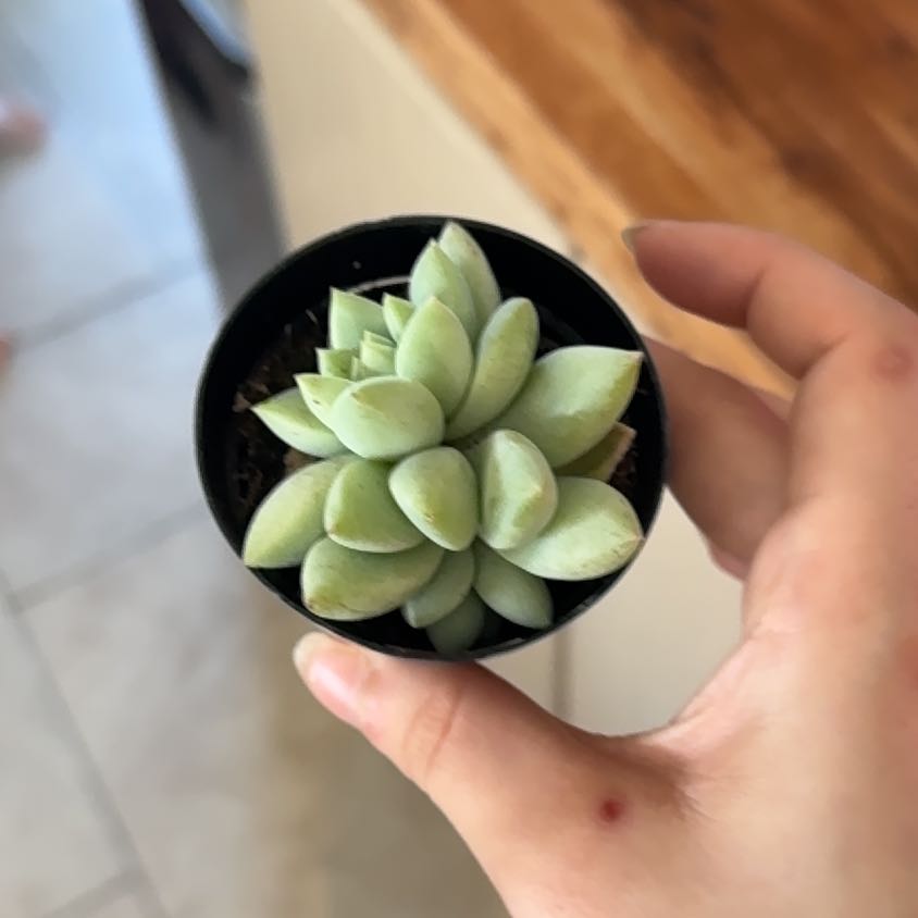 Photo of the plant species Sedeveria 'Peridot Passion' by @AcademicGray named Elina on Greg, the plant care app