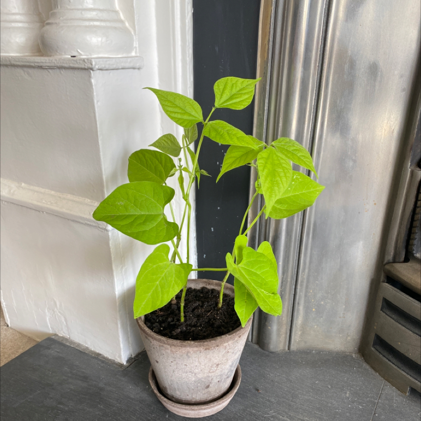 Potted Common Bean plant with vibrant green leaves, healthy appearance.