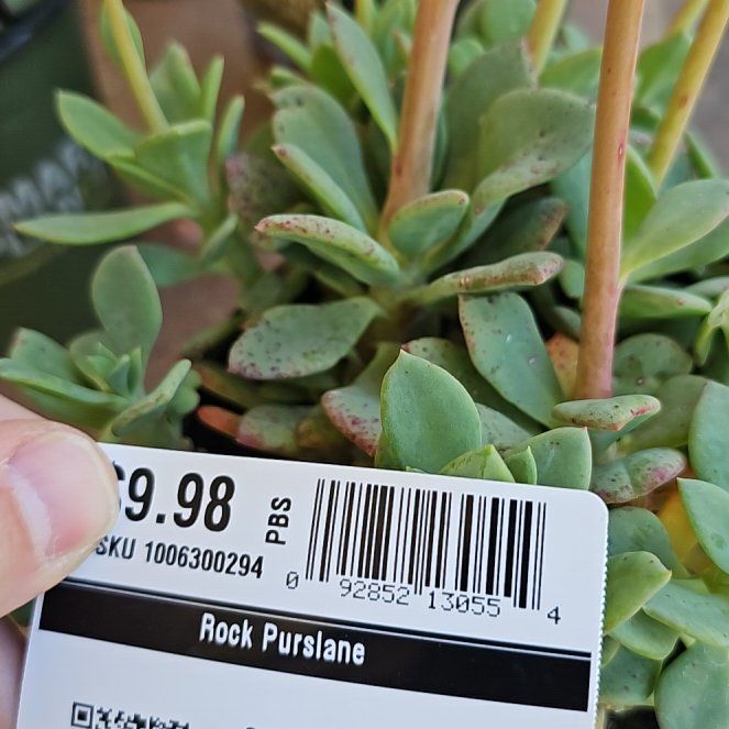 Photo of the plant species Rock Purslane by @ModelRedbeech named Kendall on Greg, the plant care app