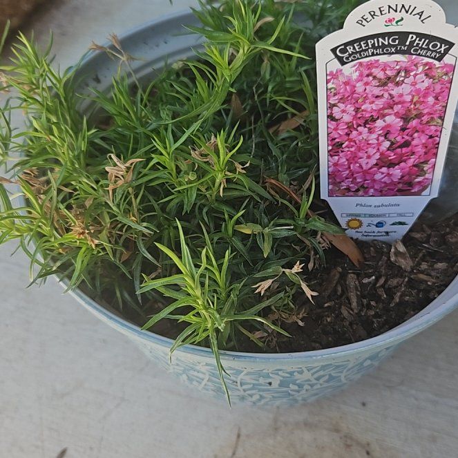 Photo of the plant species Amazing Grace Creeping Phlox by @QuirkyWaterfern named Captain Plant-it on Greg, the plant care app