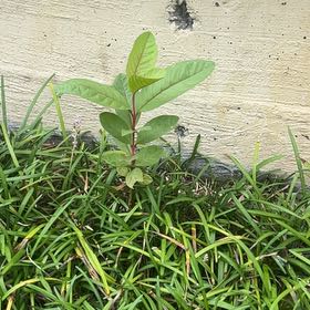 Photo of the plant species Guava Tree by @BossHunnemannia named James Dean on Greg, the plant care app