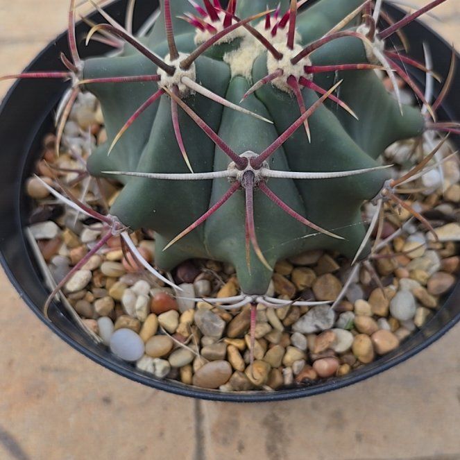 Photo of the plant species Townsend Barrel Cactus by @ClassyPhysicnut named Sherlock on Greg, the plant care app