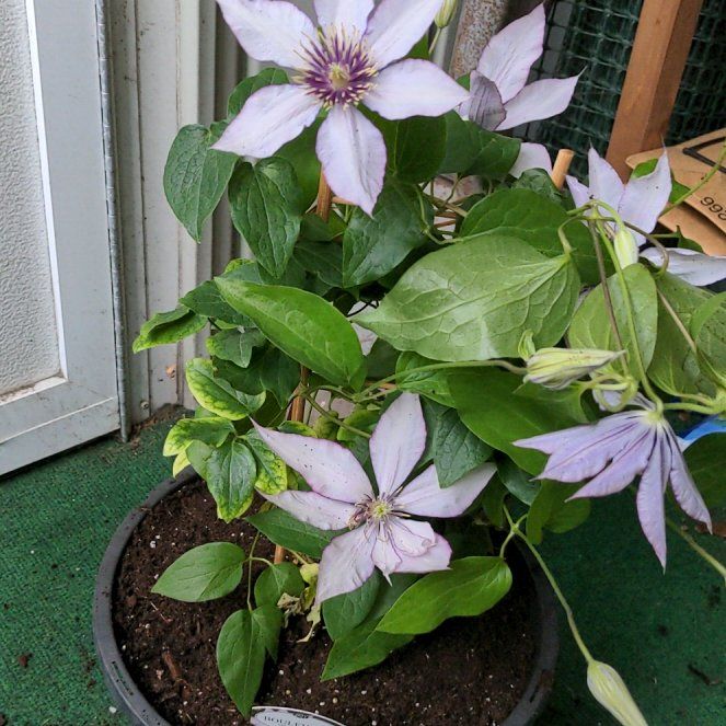 Photo of the plant species Clematis samaritan 'Jo' by @JesterBalsamfir named Spike Leaves on Greg, the plant care app