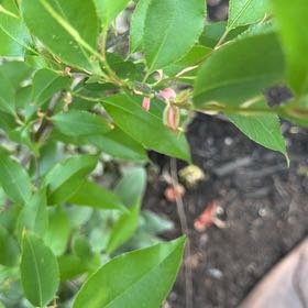 Photo of the plant species Black Chokecherry by @SpunkyDogfennel named Xena on Greg, the plant care app