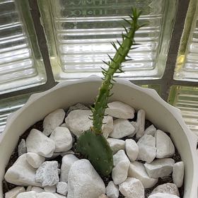 Photo of the plant species prickly pear by @WelefulSnowdrop named Kardashian on Greg, the plant care app