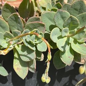 Photo of the plant species Rock Purslane by @RoundScrubpine named Delilah on Greg, the plant care app