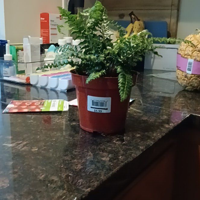 Photo of the plant species Japanese Lace Fern by @RadHairycowpea named Fernie on Greg, the plant care app