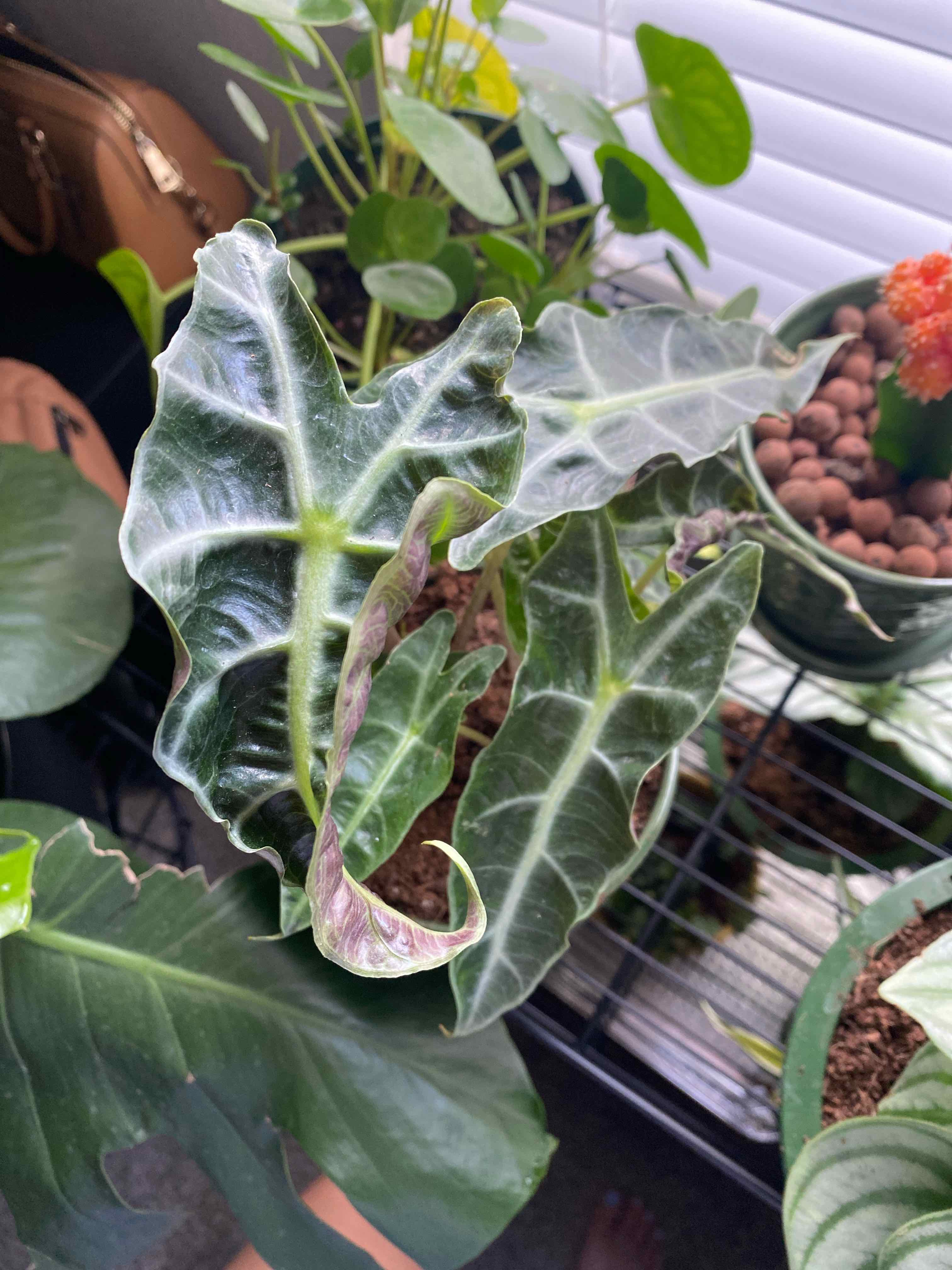 Kris Plant with dark green leaves and white veins, soil visible, well-framed and in focus.