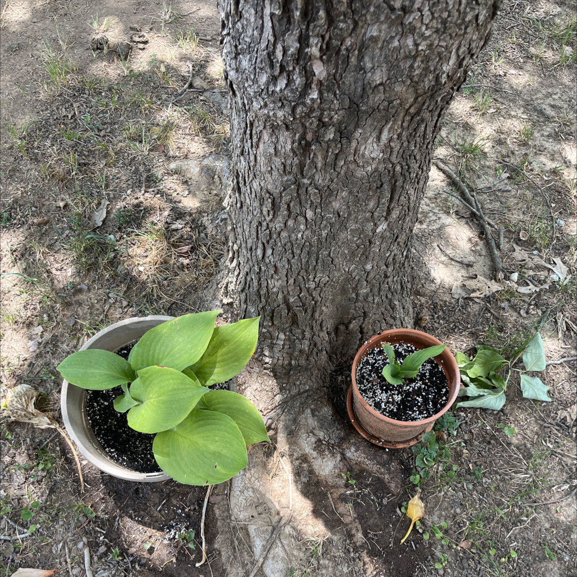 Two potted Siebold's Plantain Lily plants at the base of a tree, one healthy and one with yellowing leaves.