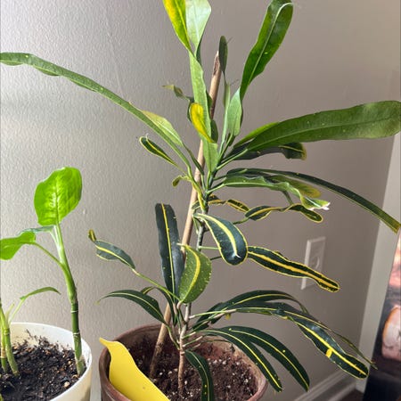 Photo of the plant species Banana Croton by Toniereina named Toledo on Greg, the plant care app