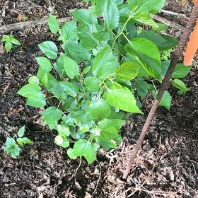 Photo of the plant species Red Mulberry by @SirUtahjuniper named Duke on Greg, the plant care app
