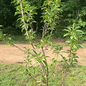 Photo of the plant species Methley Plum by @SirUtahjuniper named Prince on Greg, the plant care app