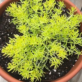 Photo of the plant species Sedum mexicanum 'Lemon Ball' by @SultryTigeraloe named Ronaldo on Greg, the plant care app