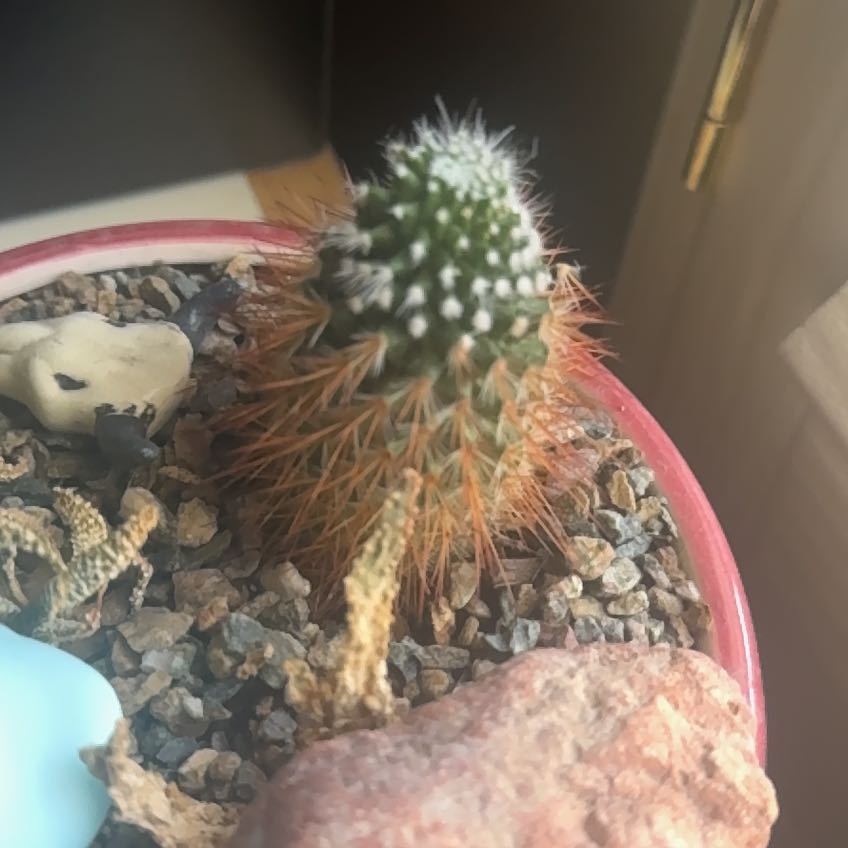 Photo of the plant species Living Rock Cactus by @LightSourcherry named Sage on Greg, the plant care app