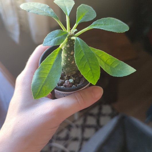 Photo of the plant species Dorstenia foetida by @HegemonicMint named Delilah on Greg, the plant care app