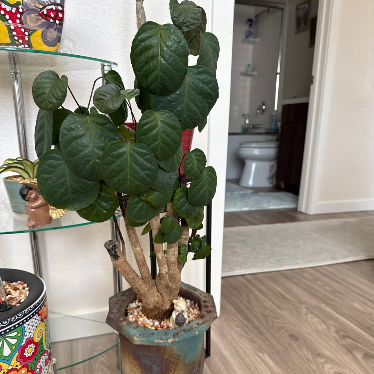 Photo of the plant species Aralia Fabian by @HeartyConecatus named Sanders on Greg, the plant care app