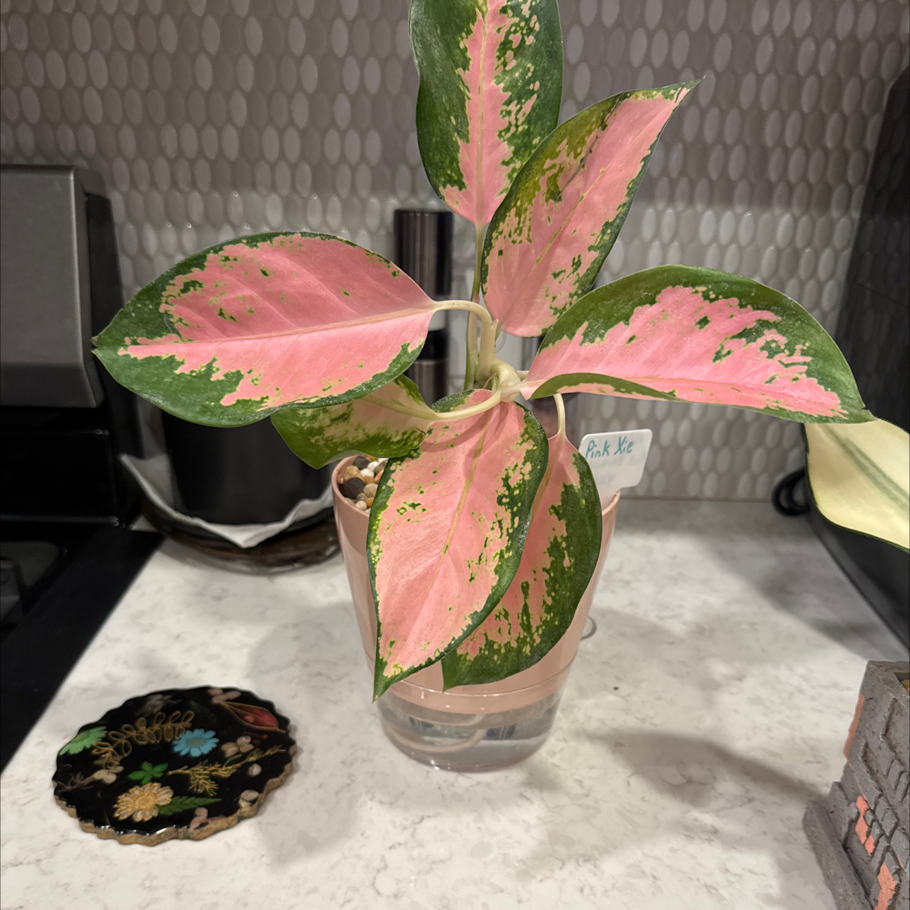 Photo of the plant species Aglaonema by @HeartyConecatus named James Dean on Greg, the plant care app