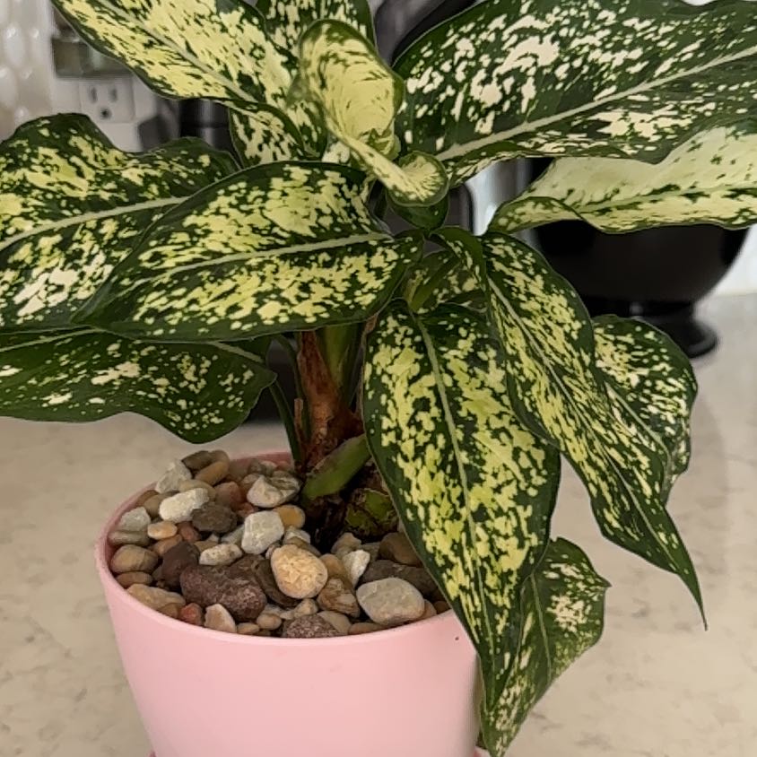Photo of the plant species Aglaonema ‘First Diamond’ by @HeartyConecatus named Muhammad Ali on Greg, the plant care app