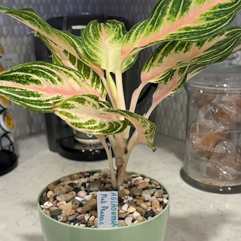 Photo of the plant species Aglaonema by @HeartyConecatus named Sir Plancelot on Greg, the plant care app