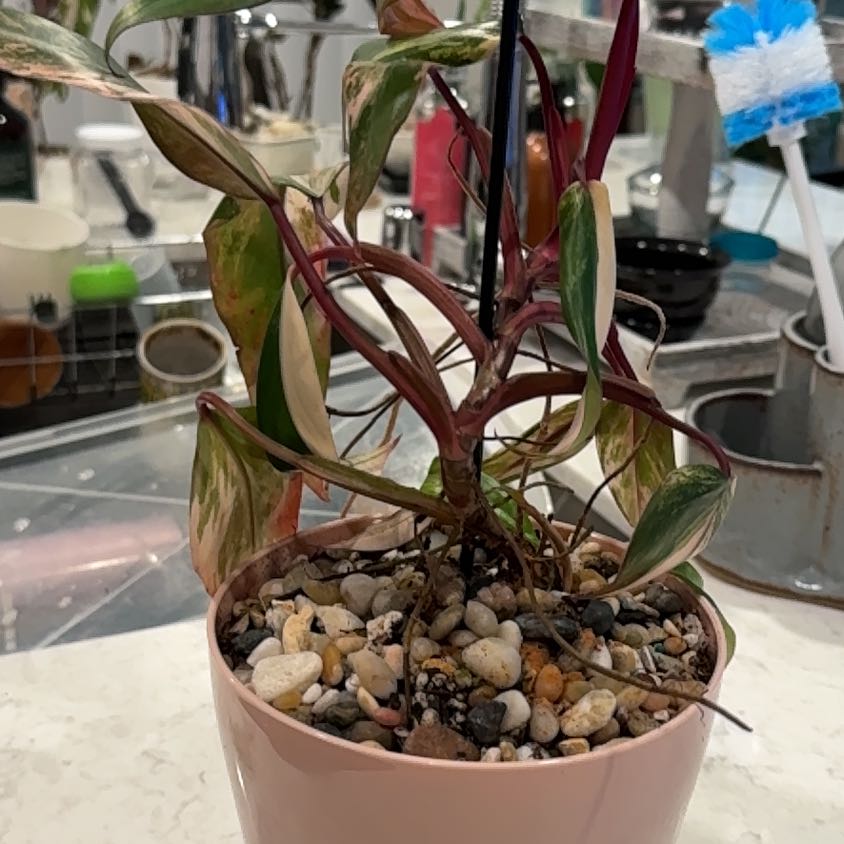 Photo of the plant species Strawberry Shake Philodendron by @HeartyConecatus named Sage on Greg, the plant care app