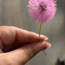 Photo of the plant species Florida Mimosa by @ExecSiamtulip named Darwin on Greg, the plant care app