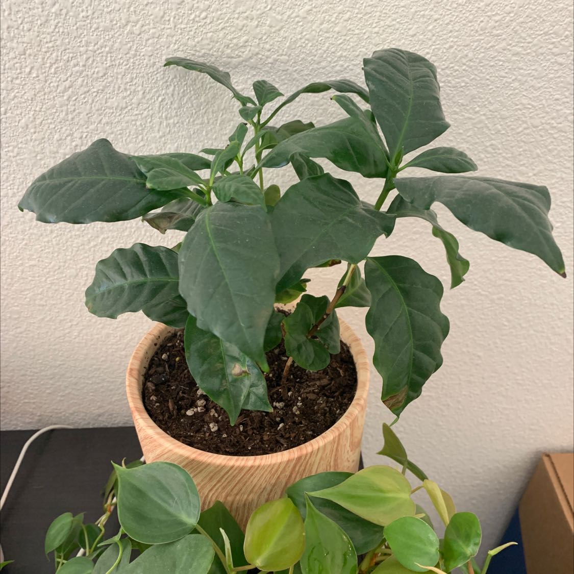 Healthy Arabian coffee plant with lush green leaves growing in a wooden pot, well-framed and in focus.