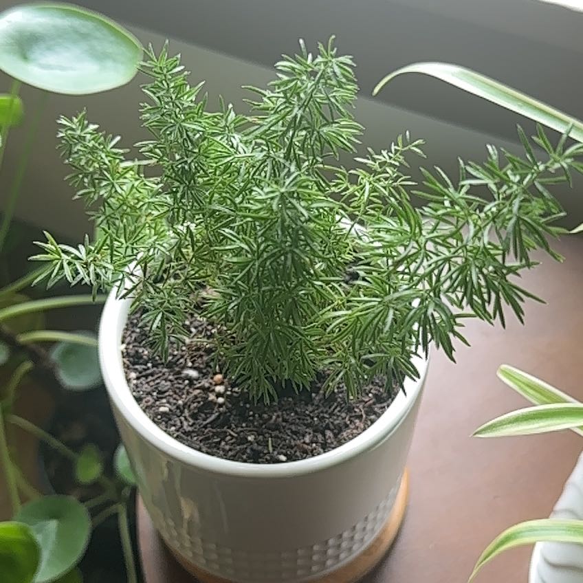 Healthy potted Plume Asparagus plant with lush green feathery foliage, well-established in its container with visible soil.